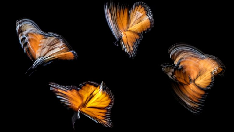 Four butterflies in motion